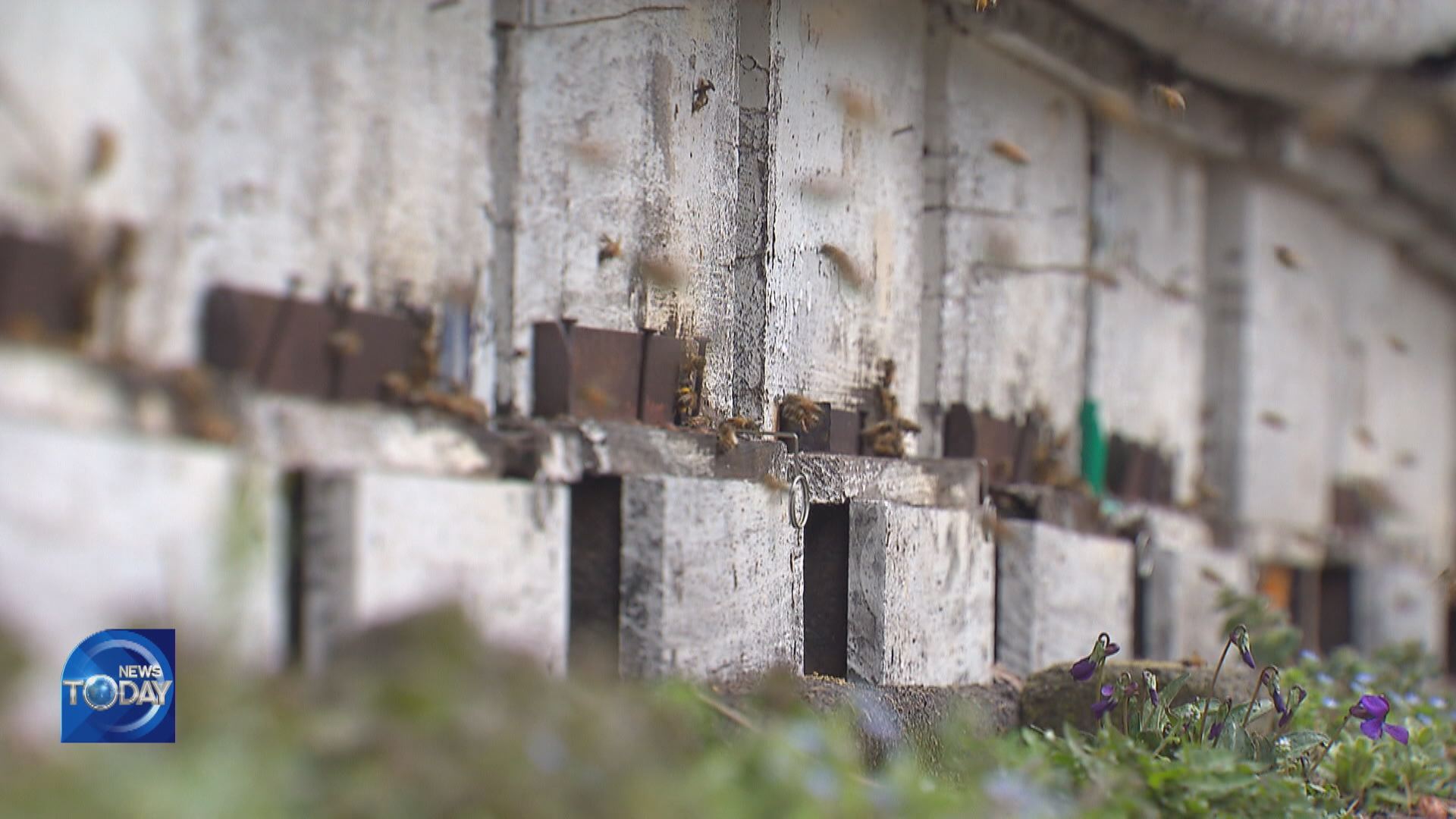 DISAPPEARANCE OF HONEY BEES