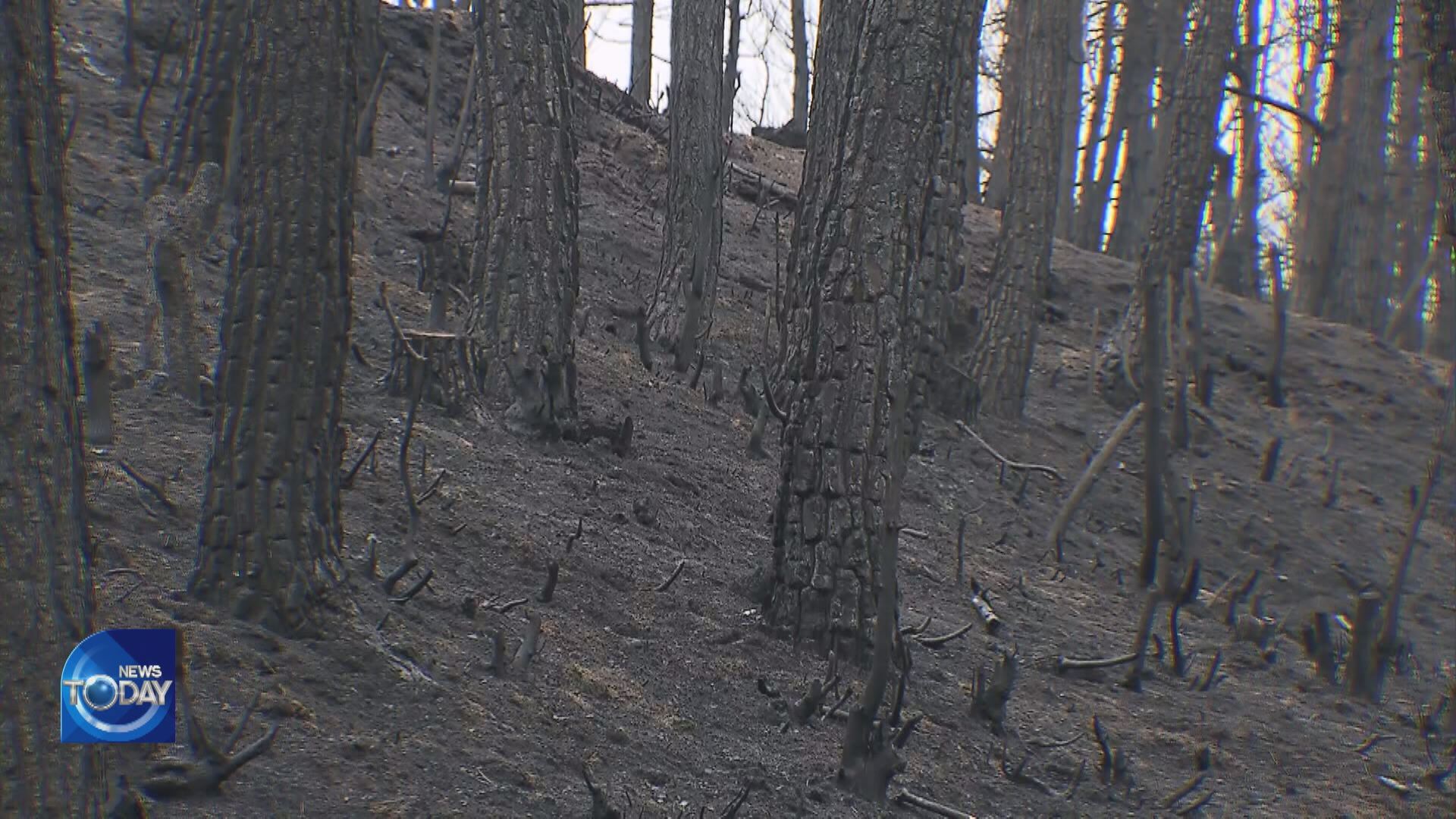 PINE MUSHROOM FARMERS LEFT IN DESPAIR