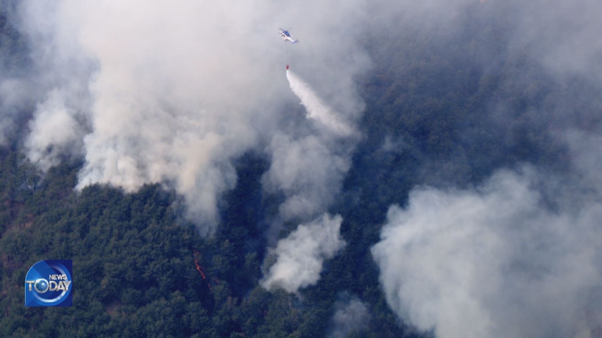 100 YEARS IN FOREST FIRE RECOVERY