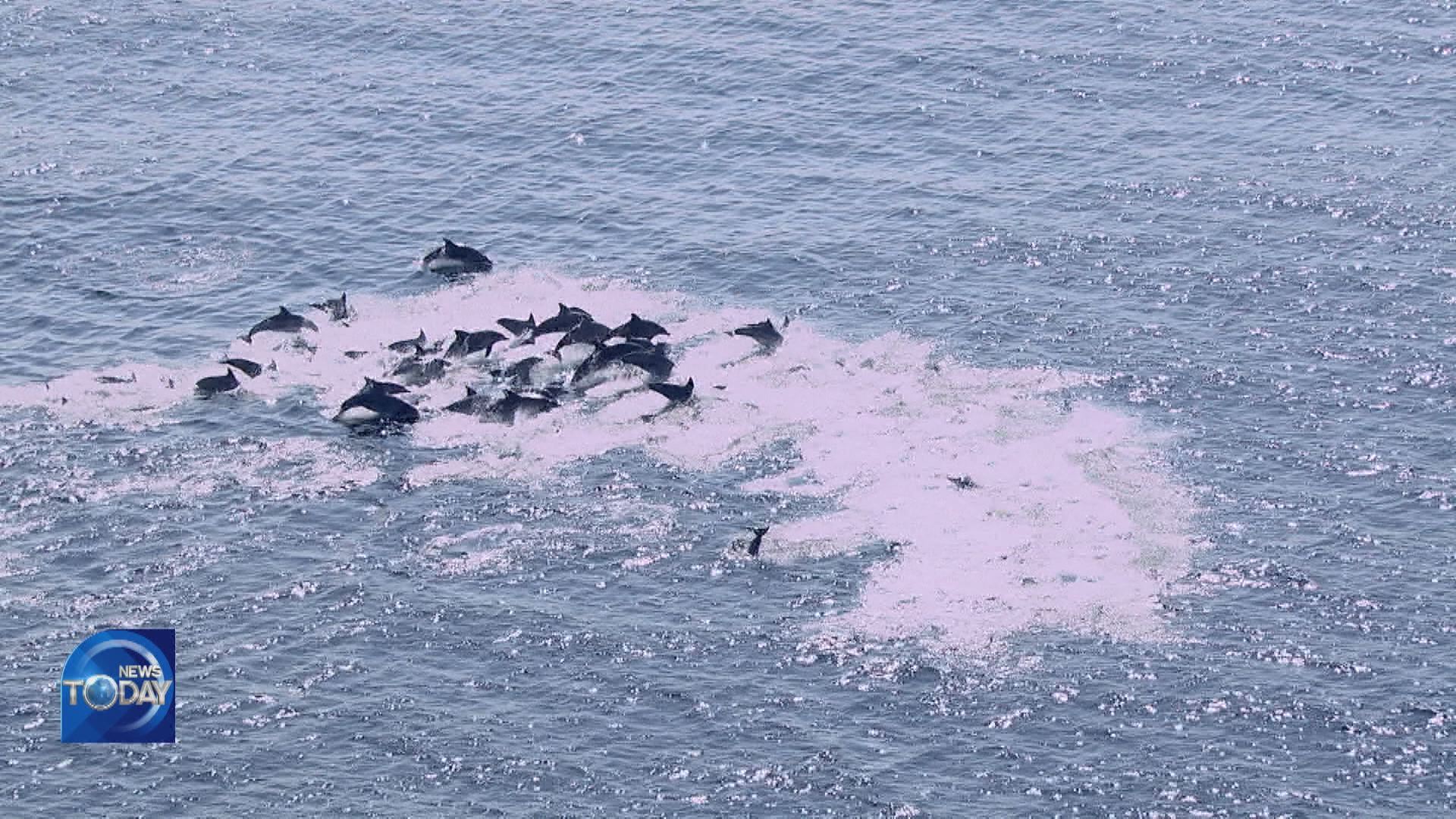 BOTTLENOSE DOLPHINS AS ECO LEGAL PERSONS