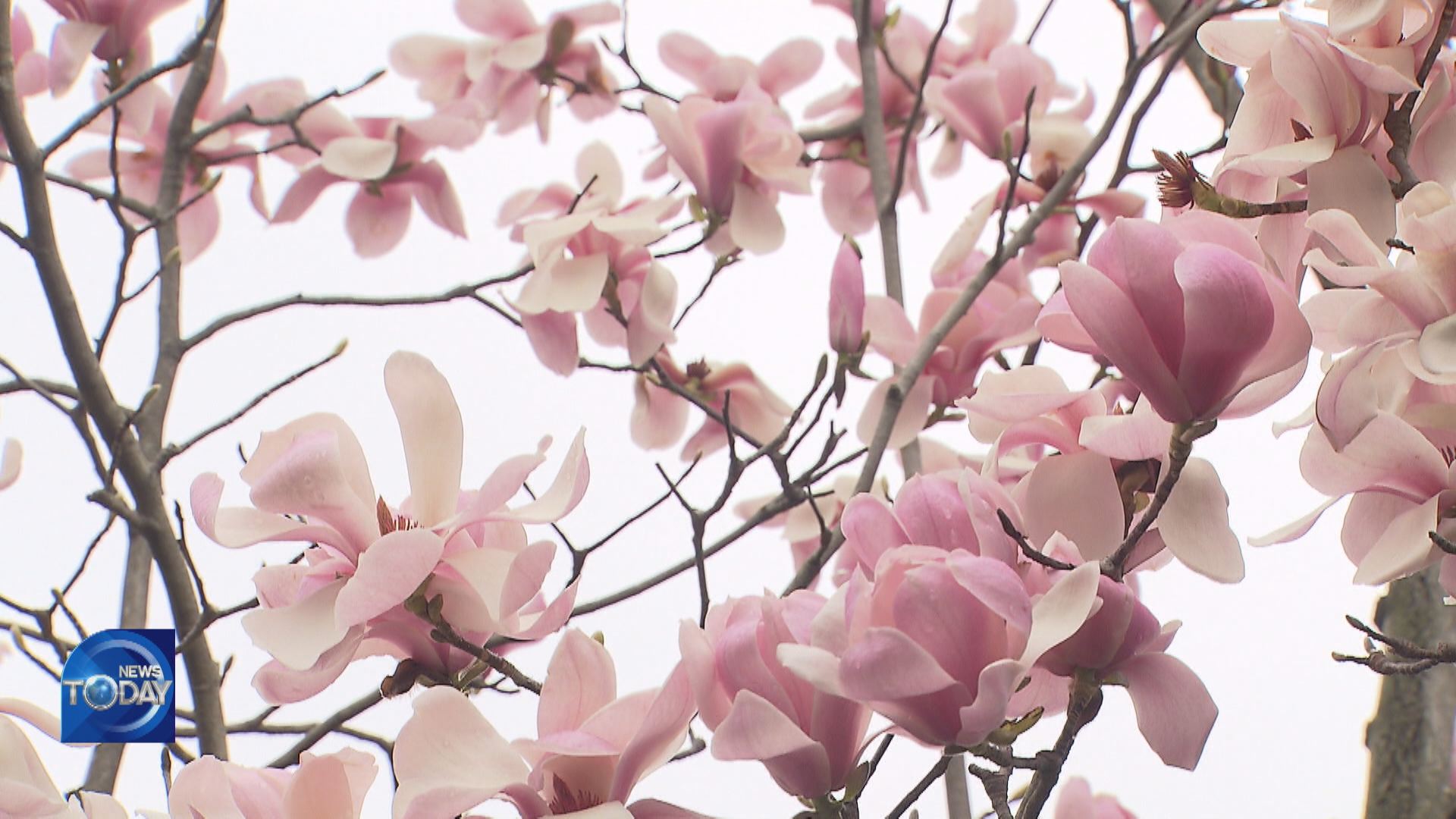 MAGNOLIA VARIETIES