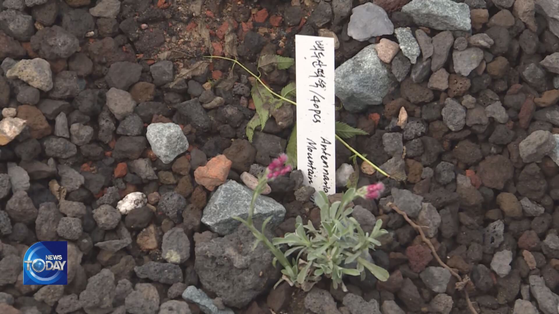 FLOWERS FROM TWO KOREAS BLOOM IN GERMANY