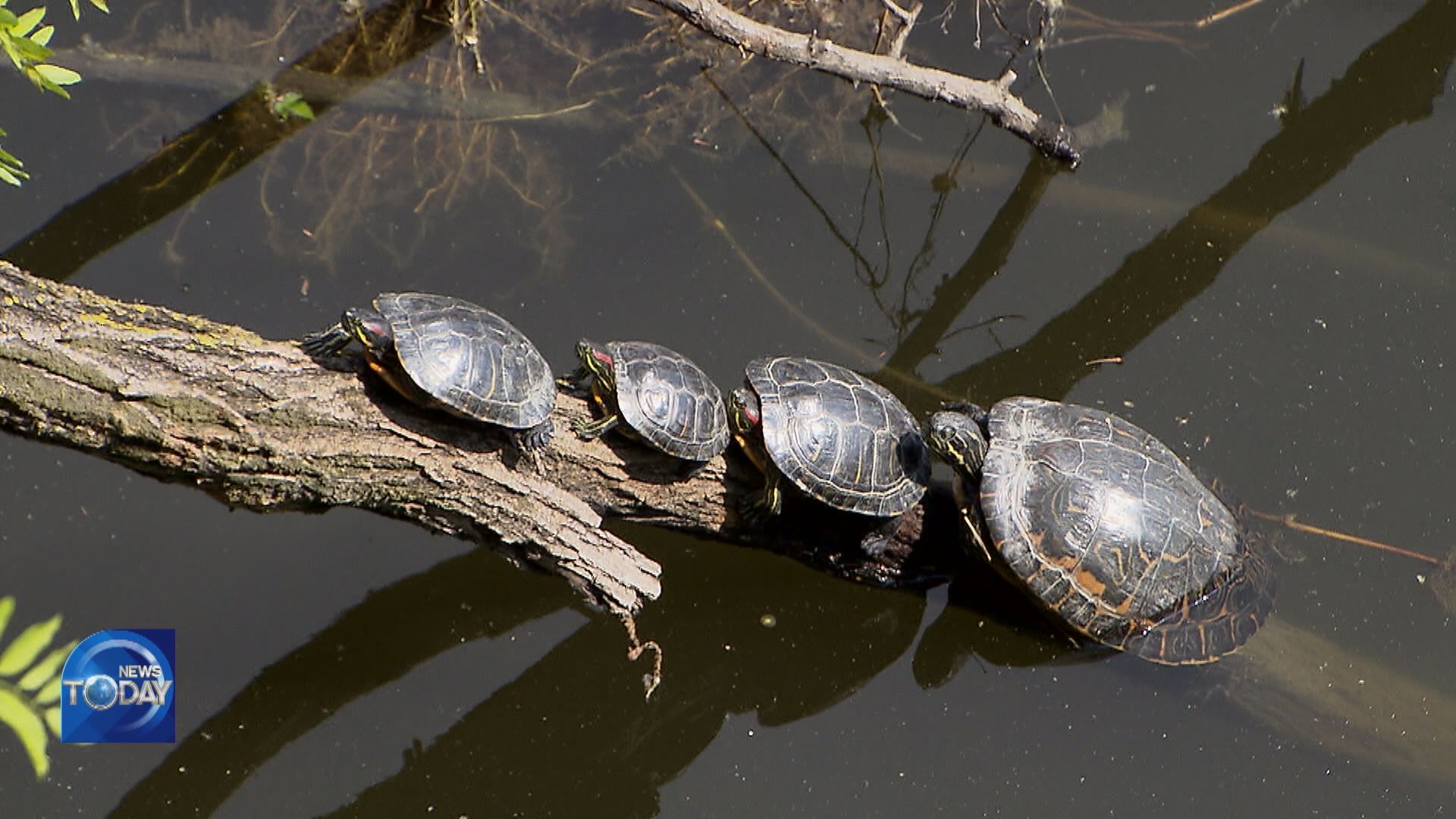RED-EARED SLIDER DISRUPTS ECOSYSTEM