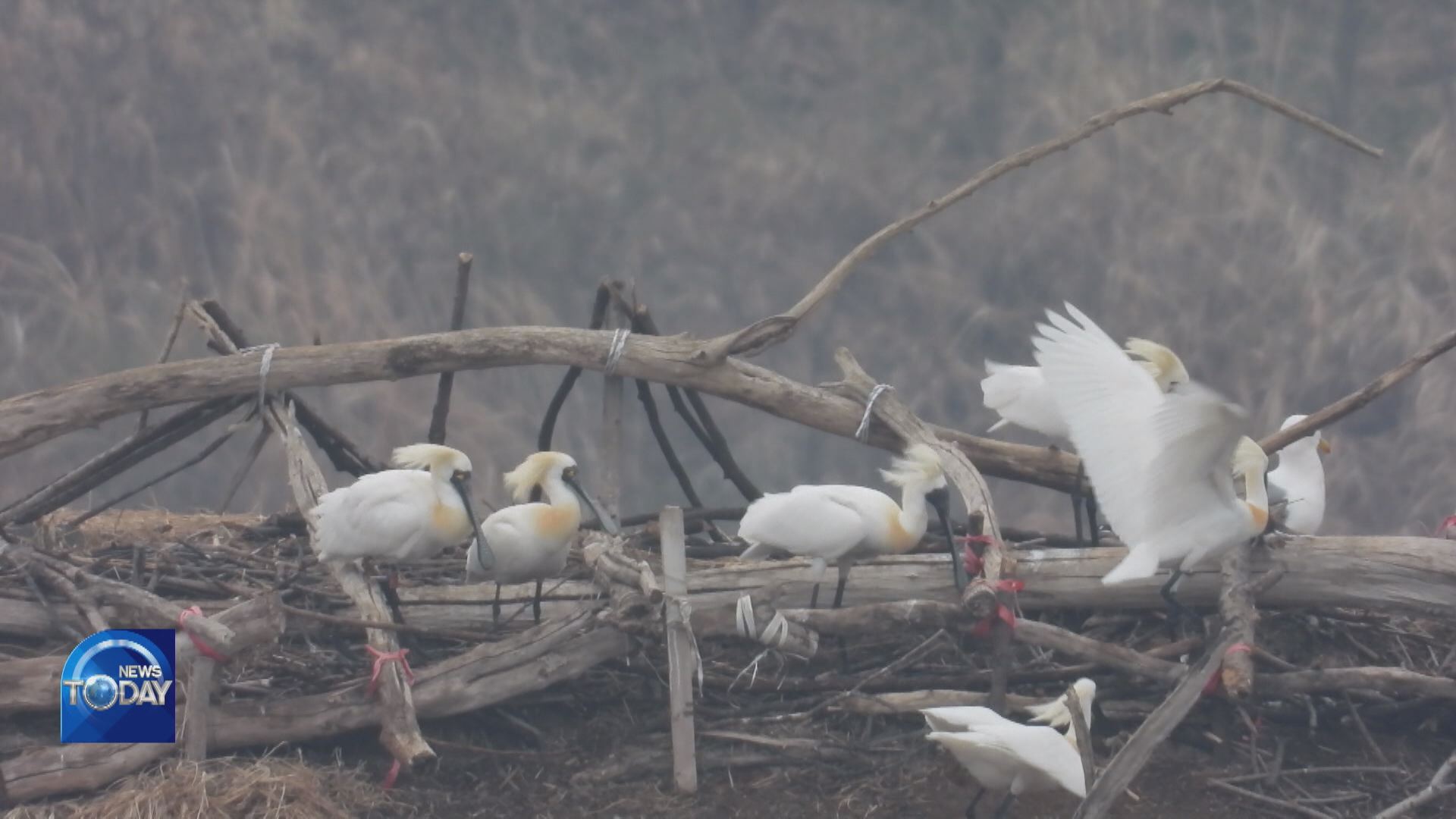 SPOONBILL FLOCK SPOTTED IN INCHEON