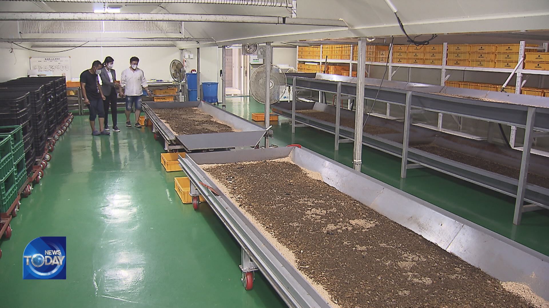 DIFFICULTY IN INSECT CULTIVATION