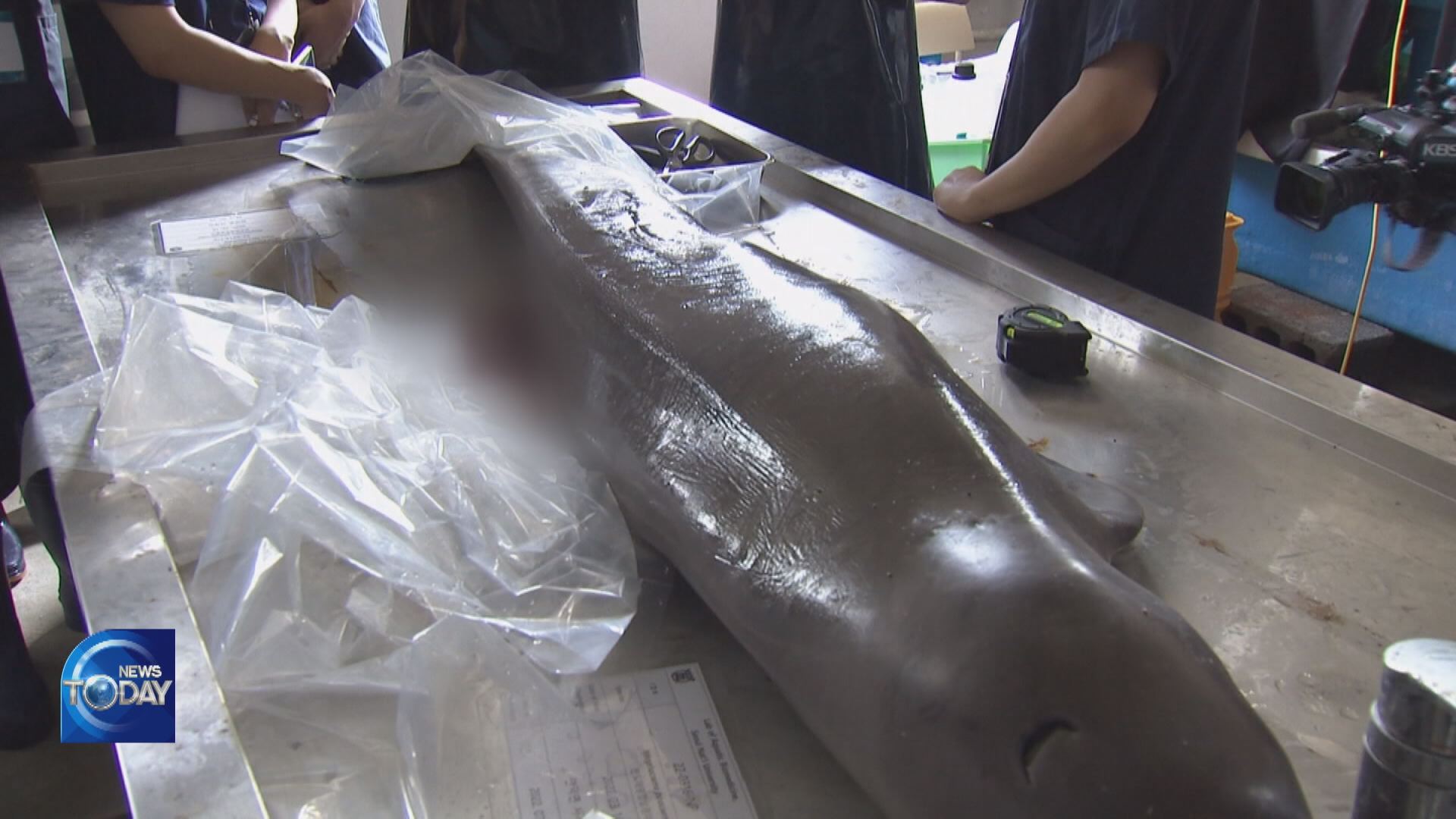 CAUSE OF DOLPHINS’ DEATH