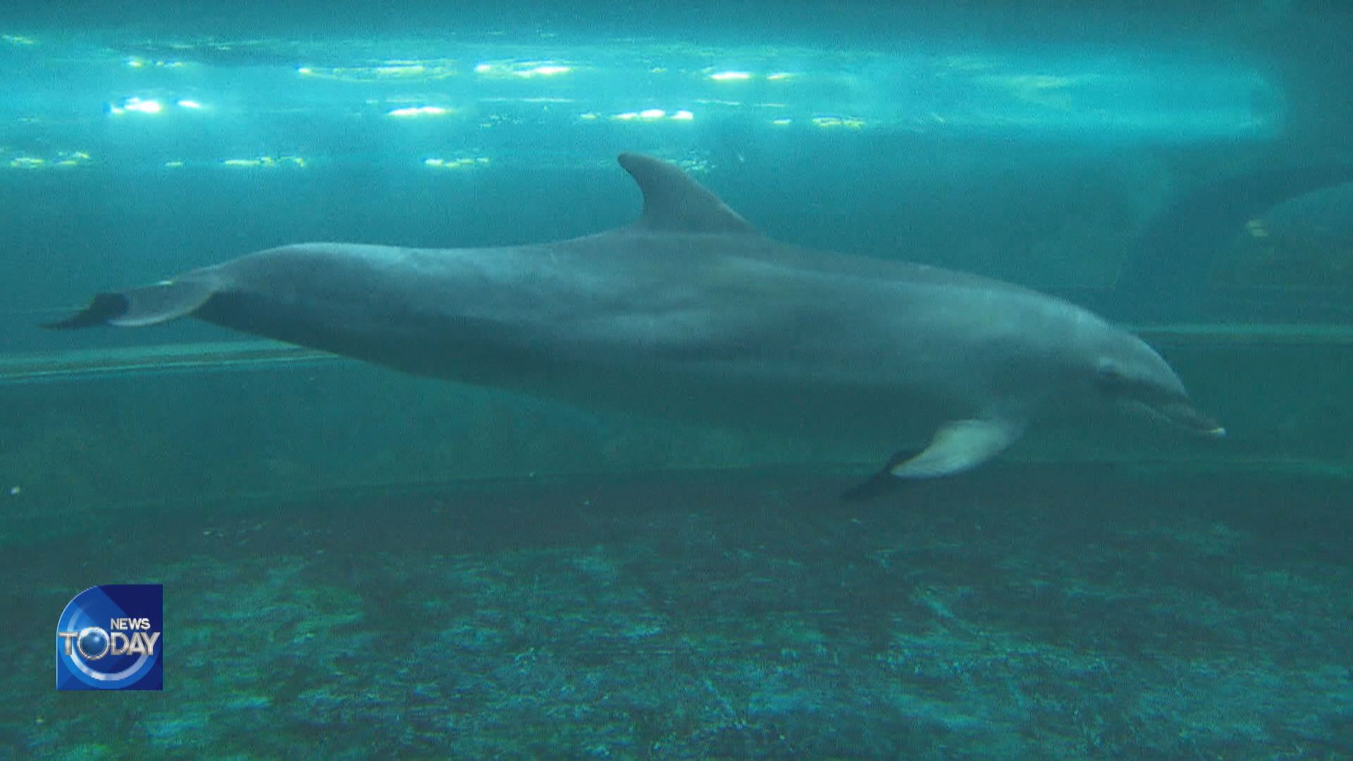 ISSUES OF FREEING DOLPHINS IN AQUARIUMS