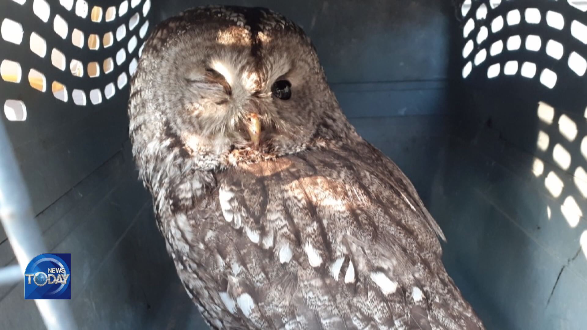 ARBORETUMS IN RELEASING WILD ANIMALS