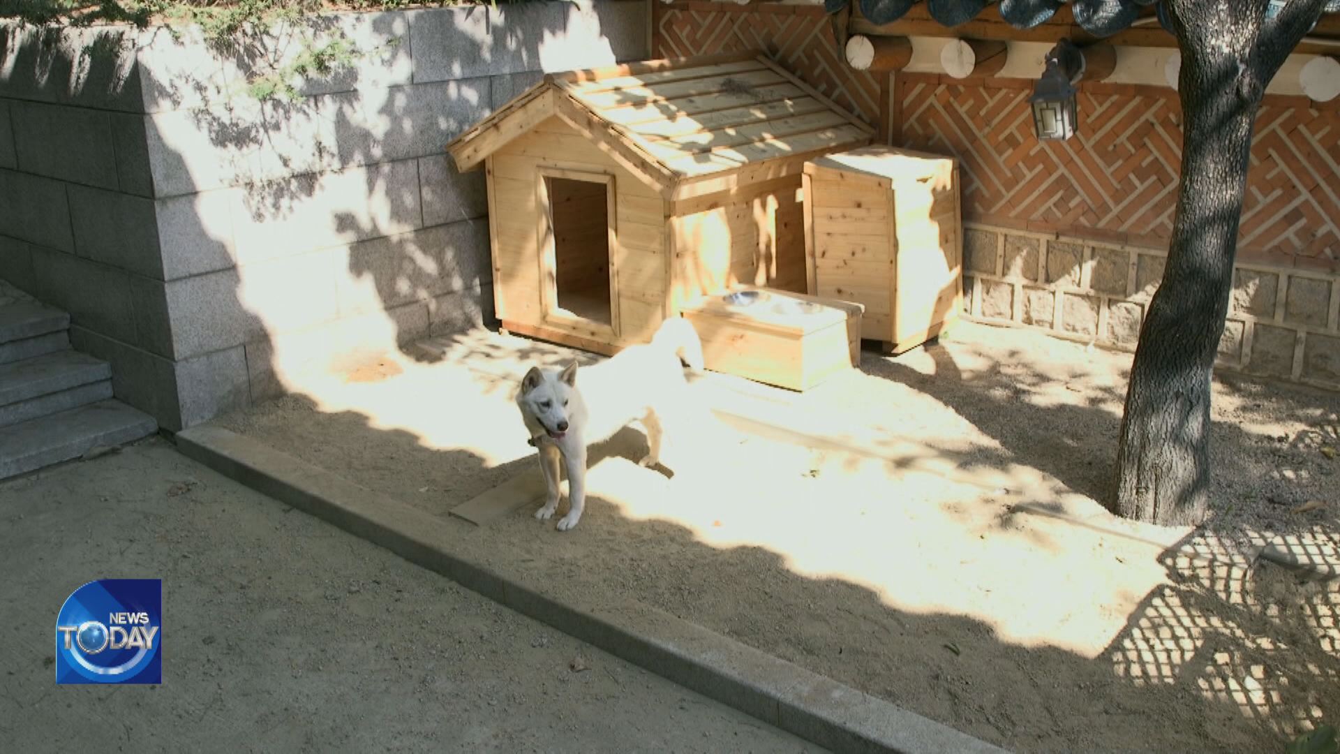 PUNGSAN DOGS GIFTED BY KIM JONG-UN