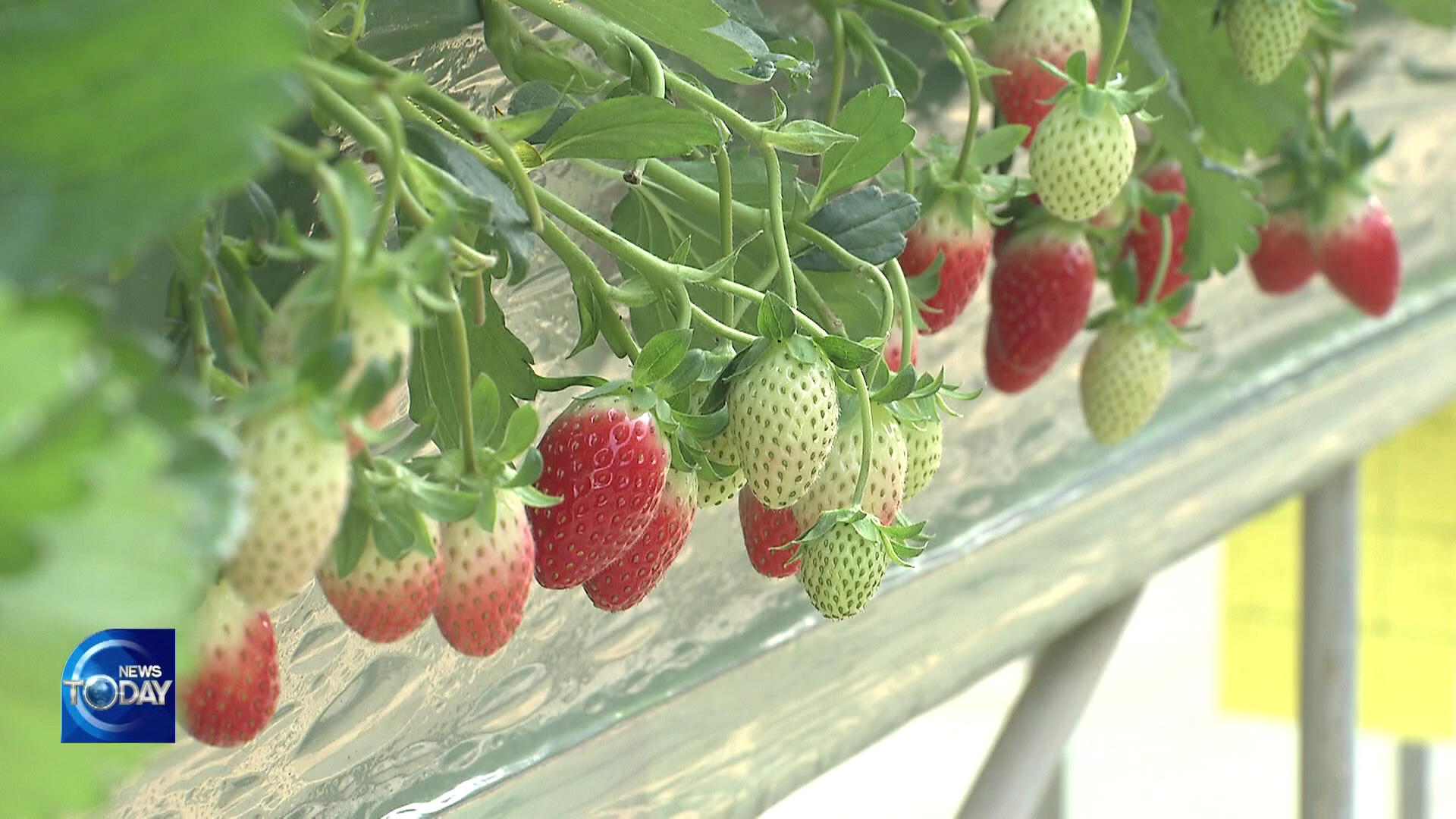 STRAWBERRY HARVEST BEGINS