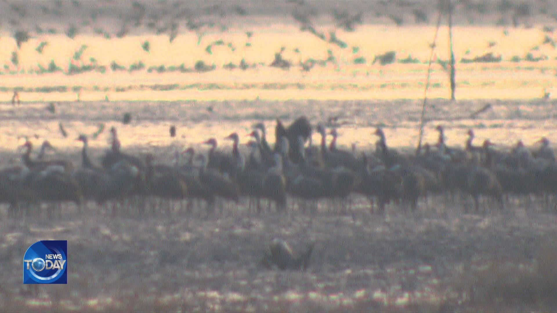 HOODED CRANES VISIT SUNCHEONMAN BAY