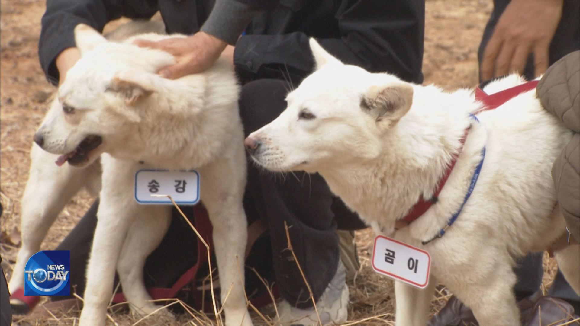 ‘N. KOREAN DOGS’ FIND NEW HOME IN GWANGJU