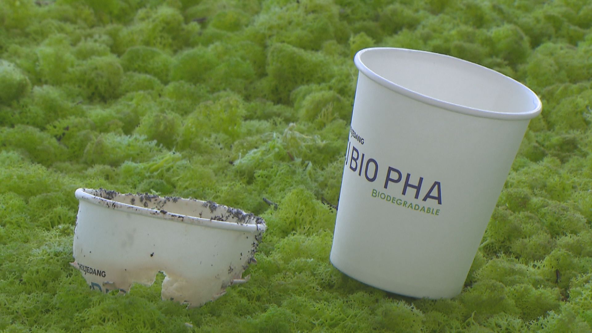 DEVELOPMENT OF BIOPLASTICS GAINS SPEED
