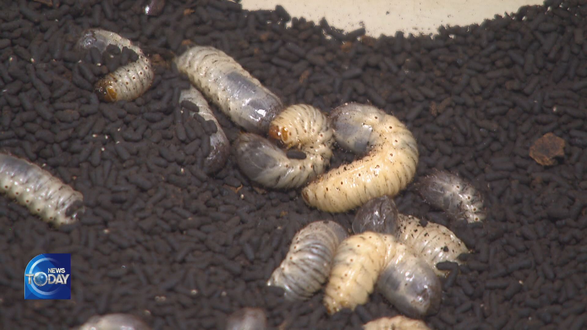 CALLS FOR AWARENESS FOR EDIBLE INSECTS