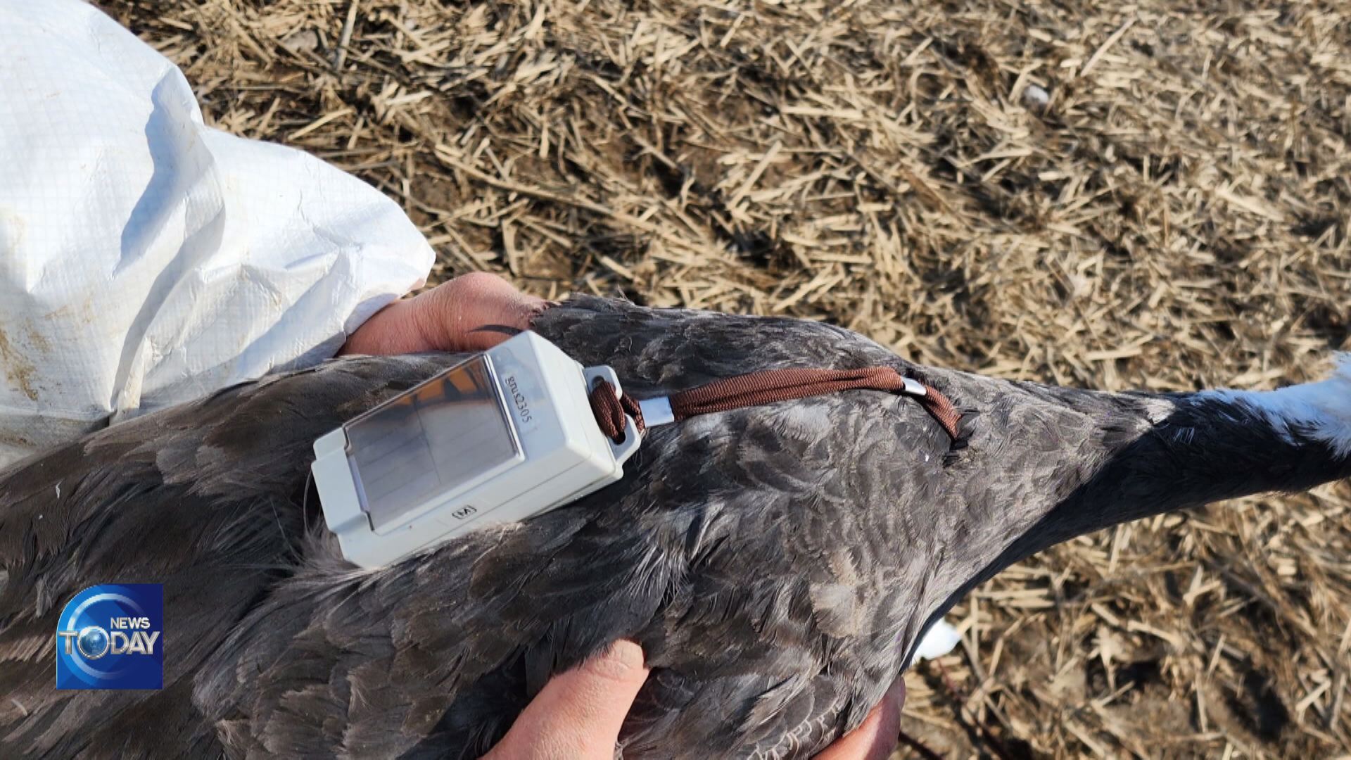 HOODED CRANES’ LOCATION TRACKED