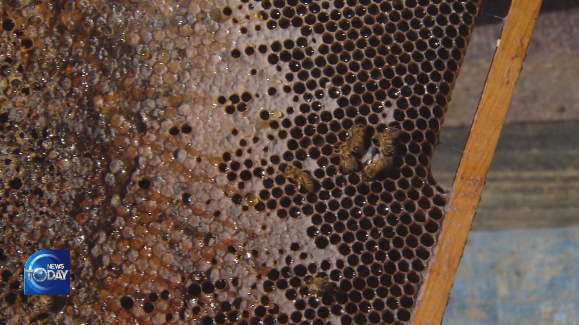 TEN BILLION HONEY BEES DISAPPEARED