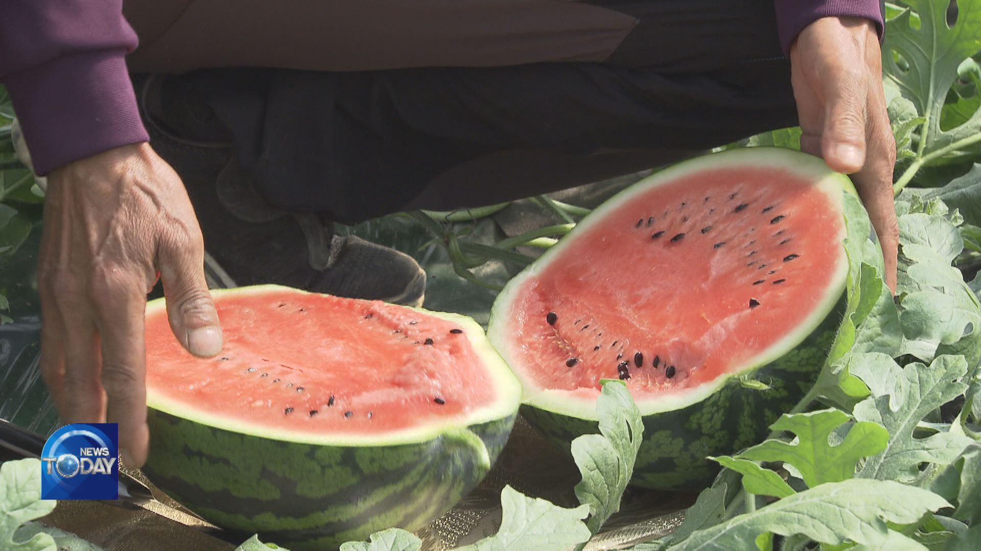 SPRING WATERMELON HARVESTING BEGINS