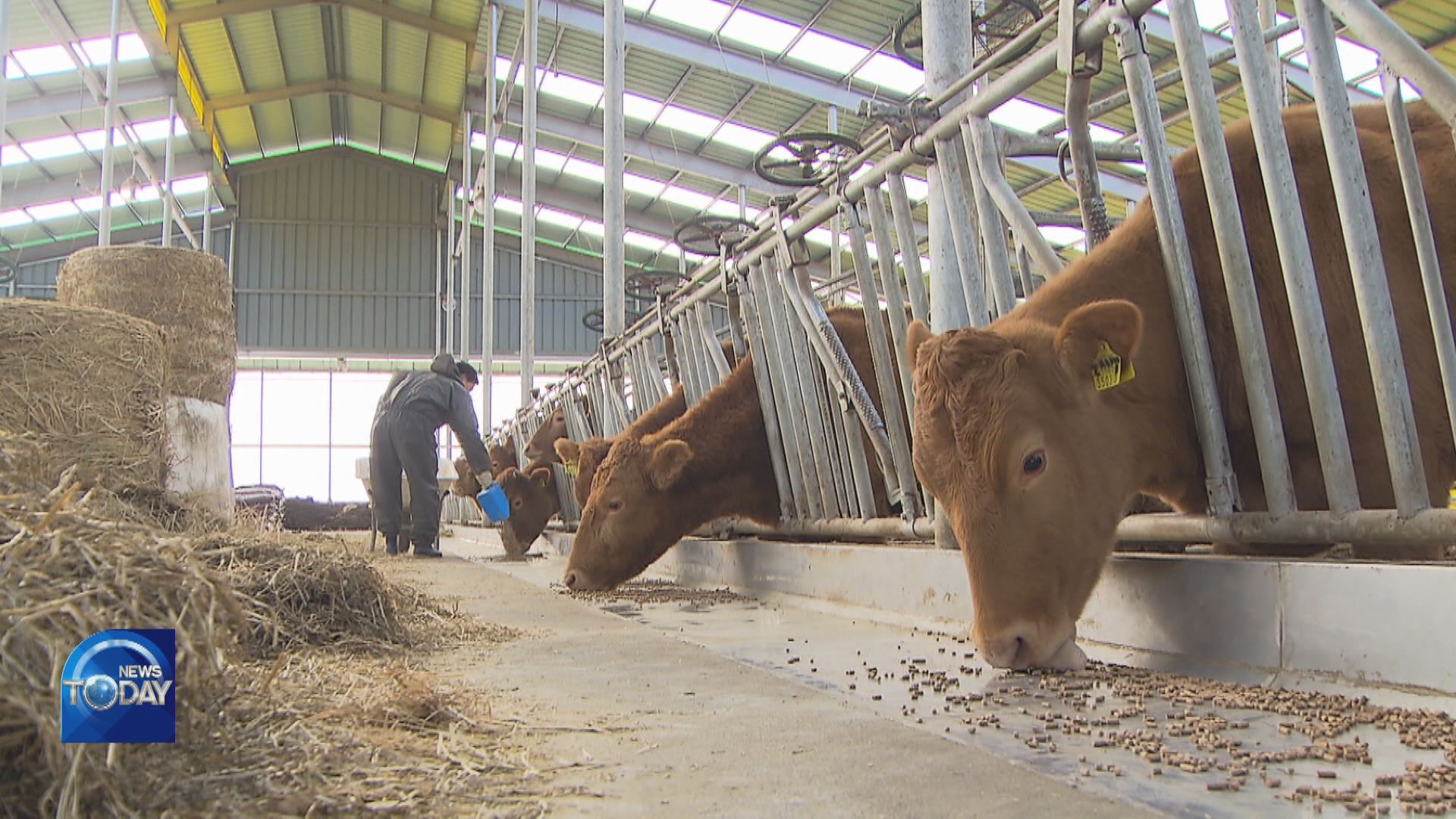 24% CATTLE FARMS AT RISK OF BANKRUPTCY