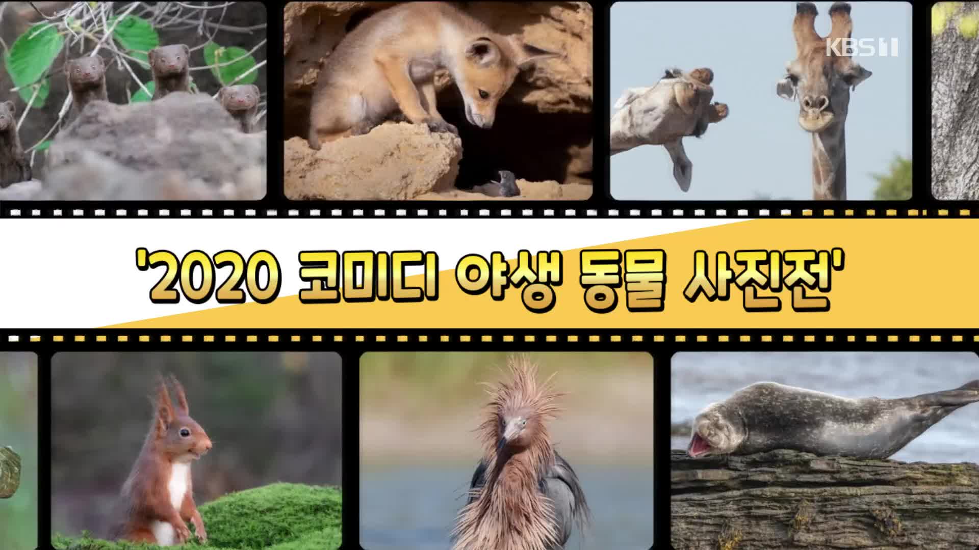 [오늘의 영상] ‘2020 코미디 야생 동물 사진전’