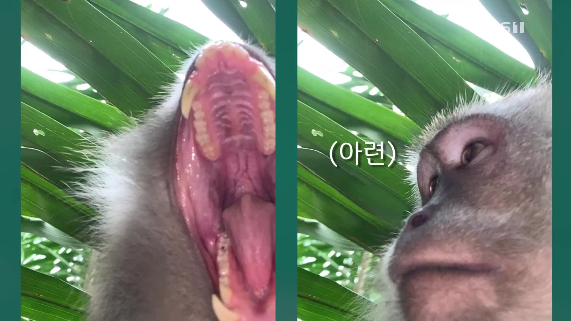 [오늘의 영상] 도둑 원숭이, 범인은 늘 흔적을 남기는 법!