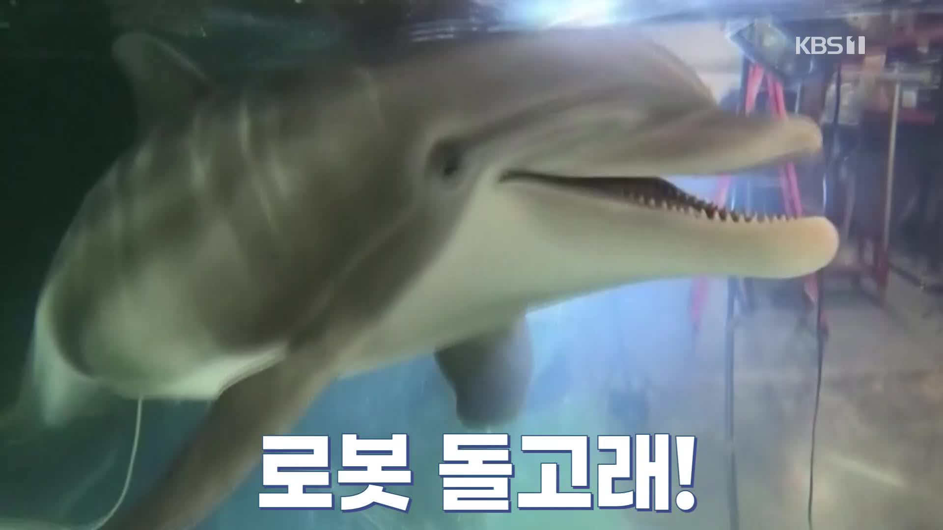 [오늘의 영상] 헤엄치고, 장난치고 ‘로봇 돌고래’