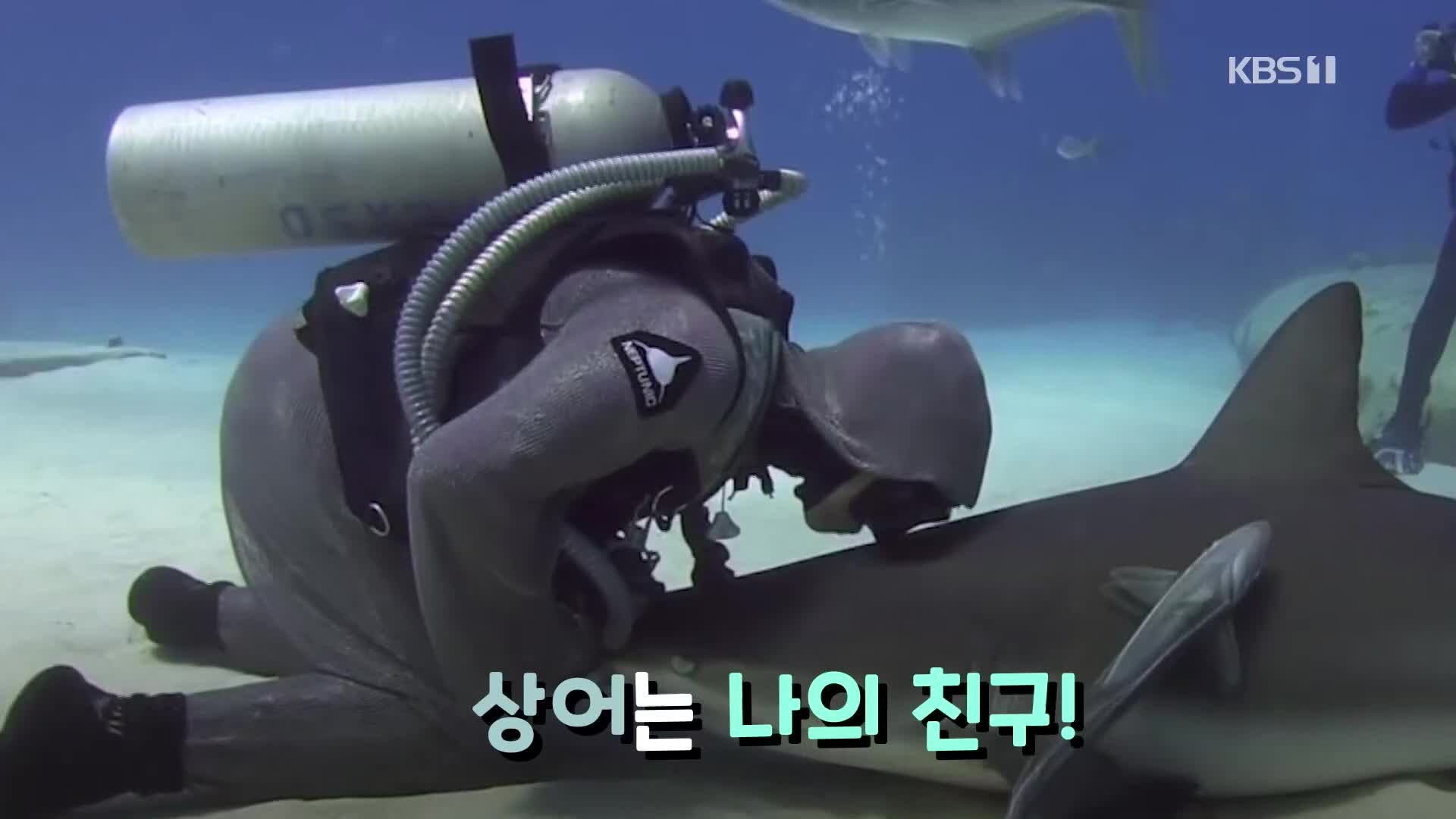 [오늘의 영상] 상어는 나의 친구!