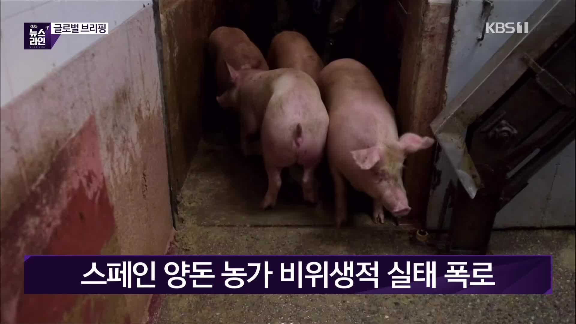 스페인 양돈 농가 비위생적 실태 폭로