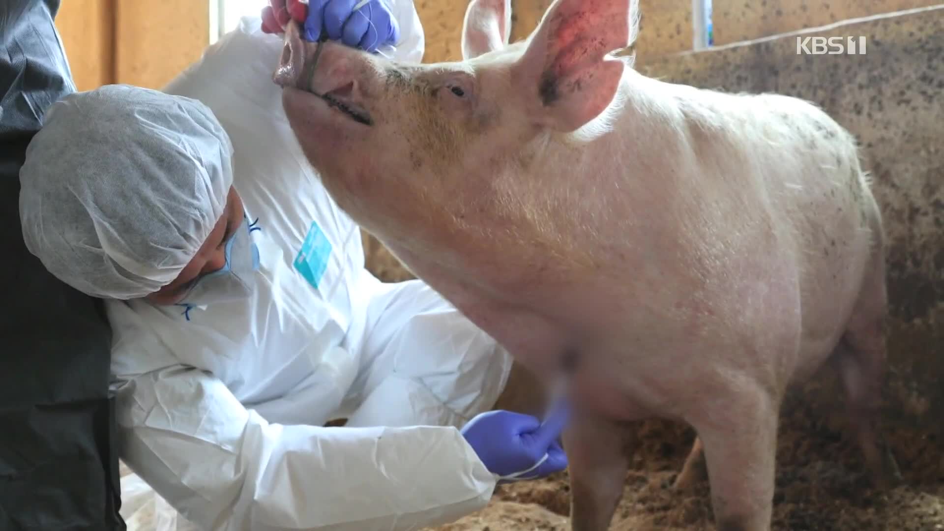 영월 돼지농장서 ASF…4백여 마리 매몰 처분