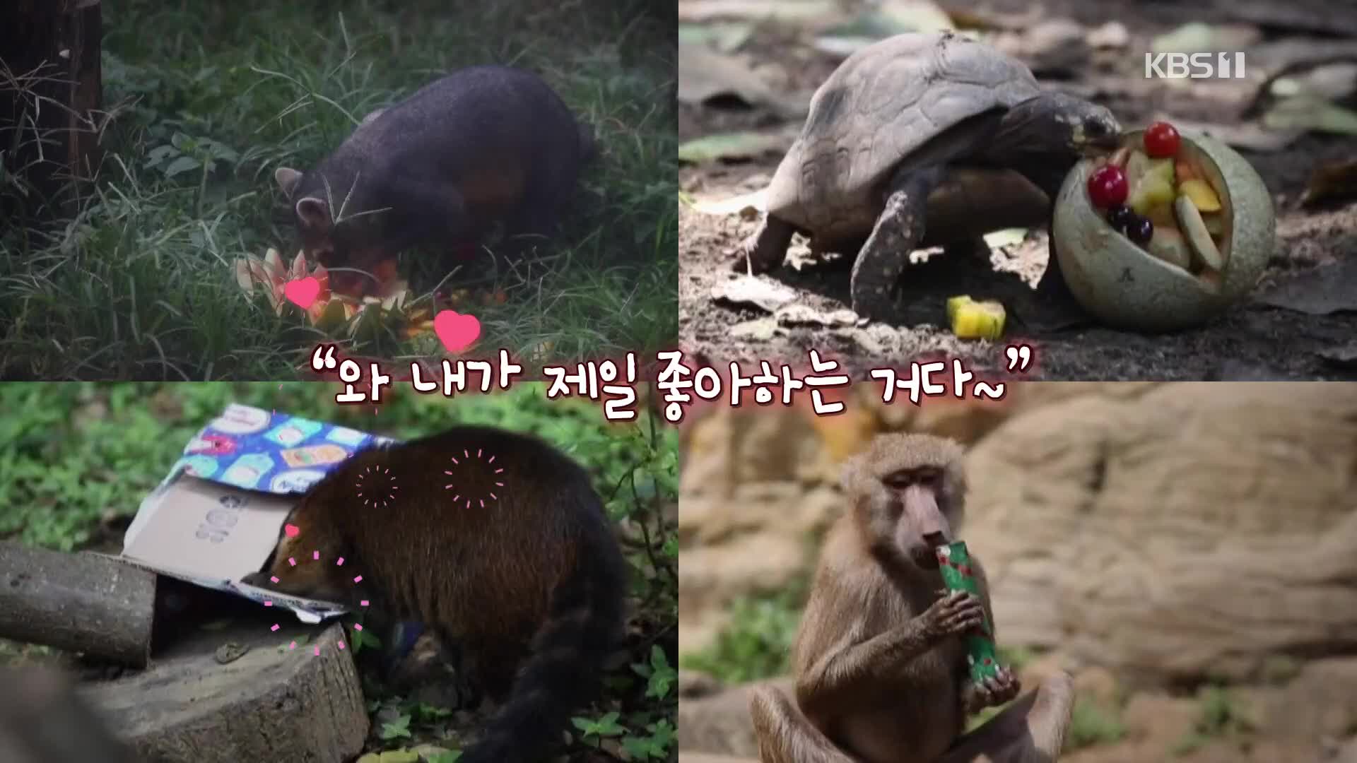 [영상] 세계 각지의 동물원 동물들이 받은 성탄 선물은?
