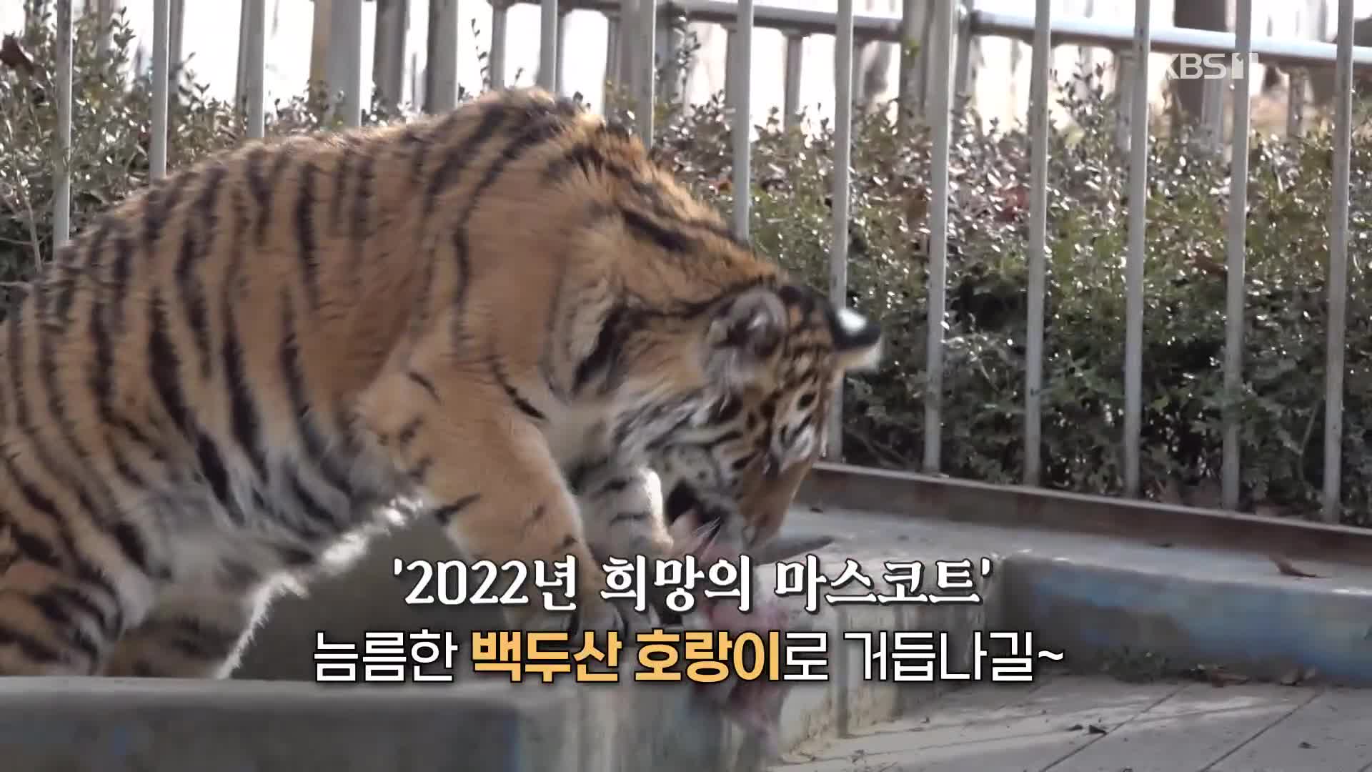[영상] 대전 동물원 새끼 호랑이 ‘미령이’가 이렇게 컸어요