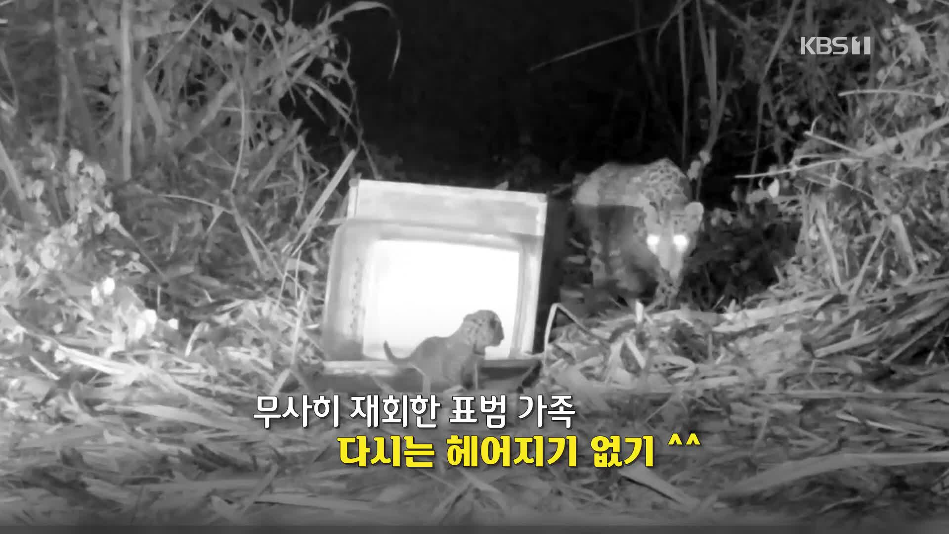 [영상] 인도에서 새끼 표범, 어미 찾아주기 ‘작전’…결과는?