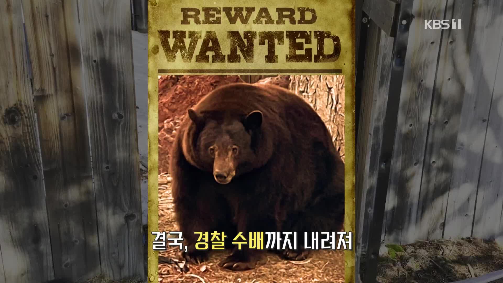 [영상] ‘수배령’ 내려진 곰 … 안타까운 사연은?