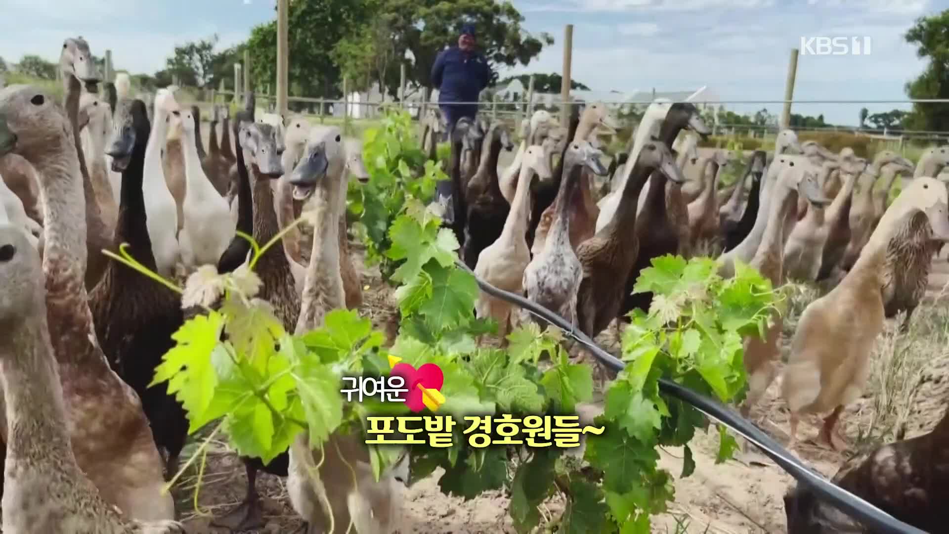 [오늘의 영상] 남아공 포도밭 점령한 오리들의 정체는?