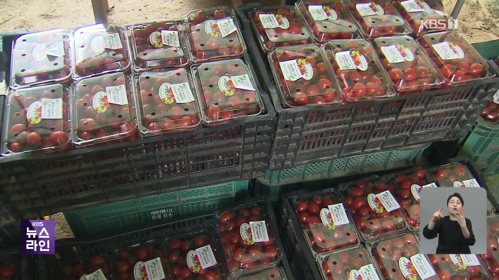 신품종 1개만 문제인데…한숨 짓는 방울토마토 농가