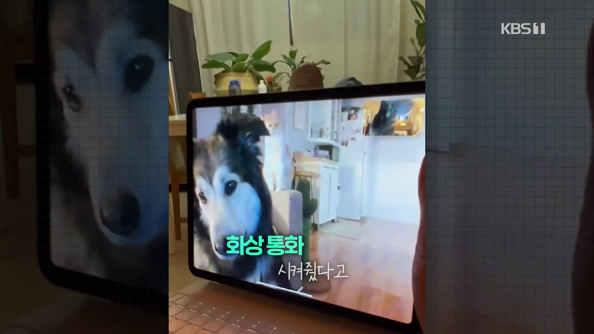 [오늘의 영상] “애타게 보고 싶다멍! 아우우~” 견공들의 영상통화