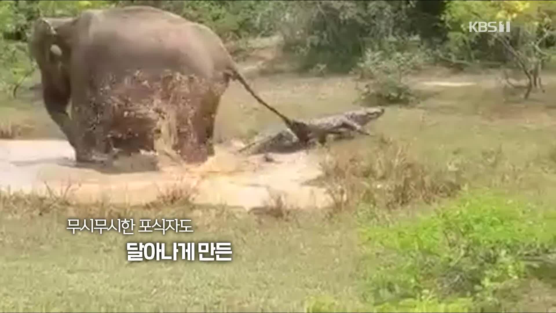 [오늘의 영상] “어딜 감히!!” 아기 코끼리 건드린 악어의 최후
