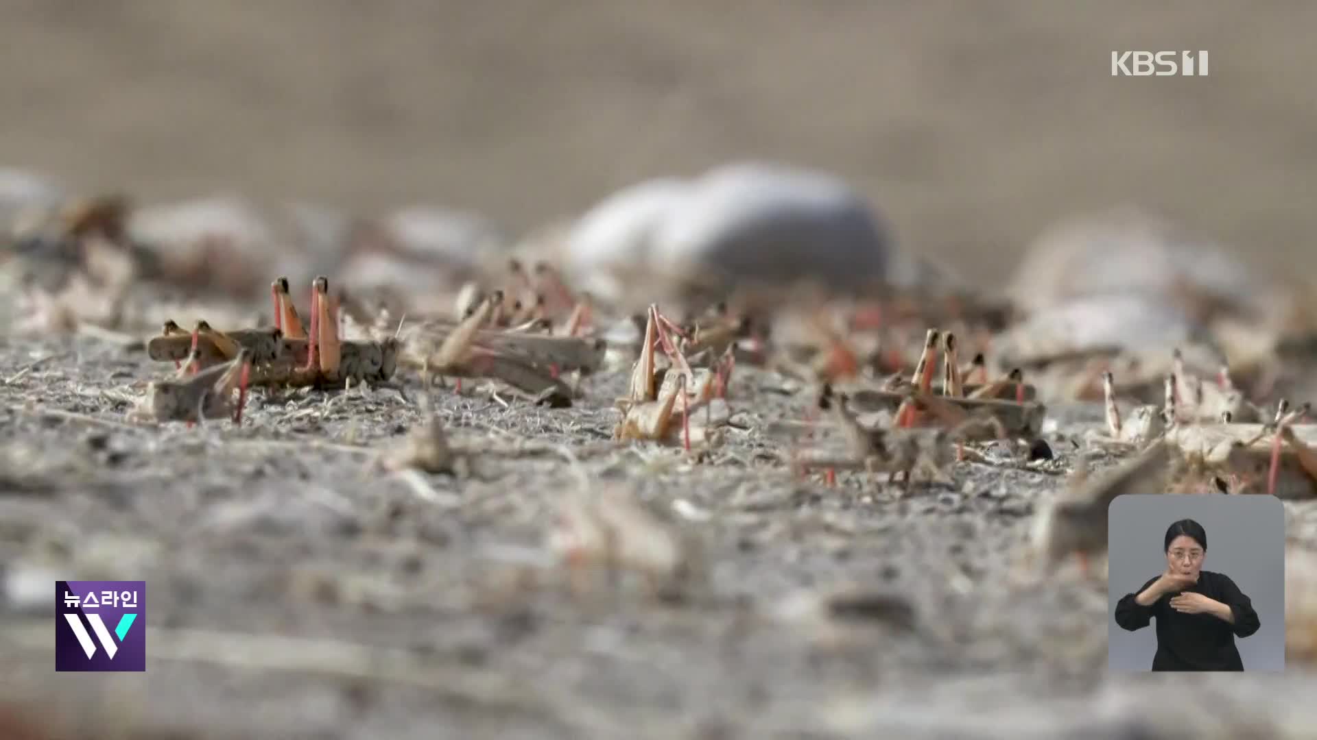 아프가니스탄, 메뚜기 떼 습격으로 식량난