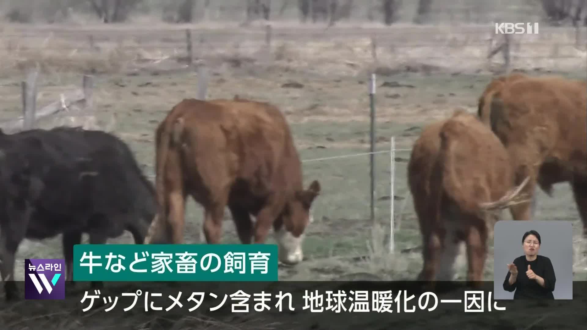 일본, 소 사료에 해조류 섞어 메탄가스 감축