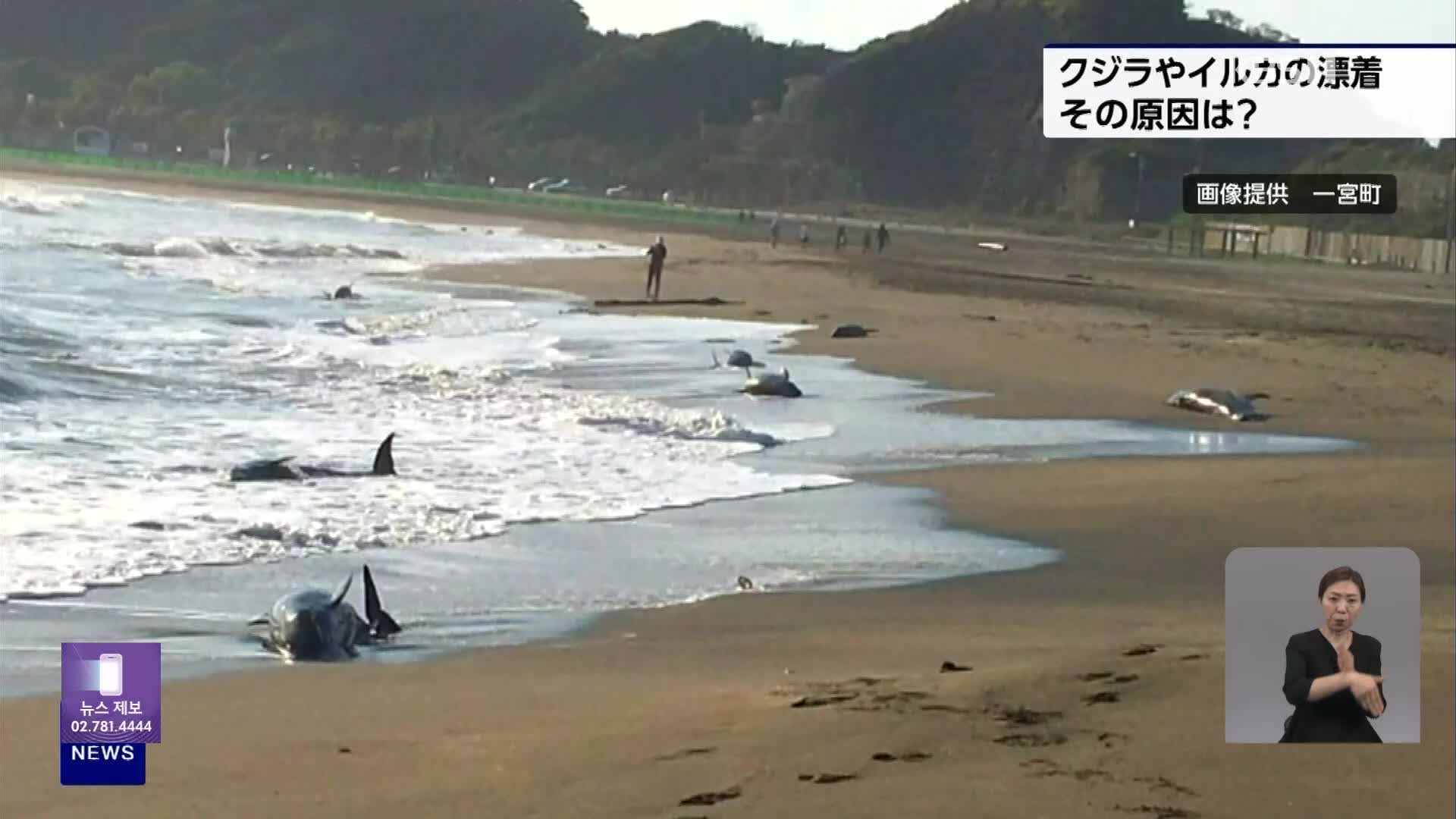 일본, 고래 ‘해안가 집단 폐사’ 이유는?
