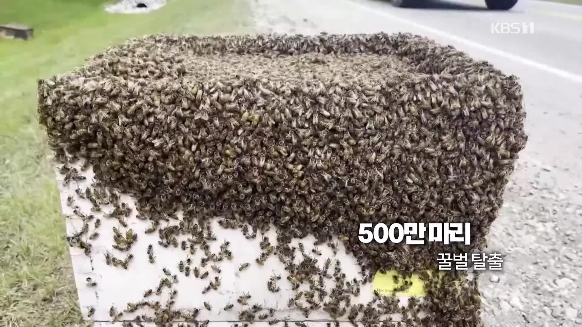 [오늘의 영상] 캐나다서 꿀벌 500만 마리 탈출 대소동