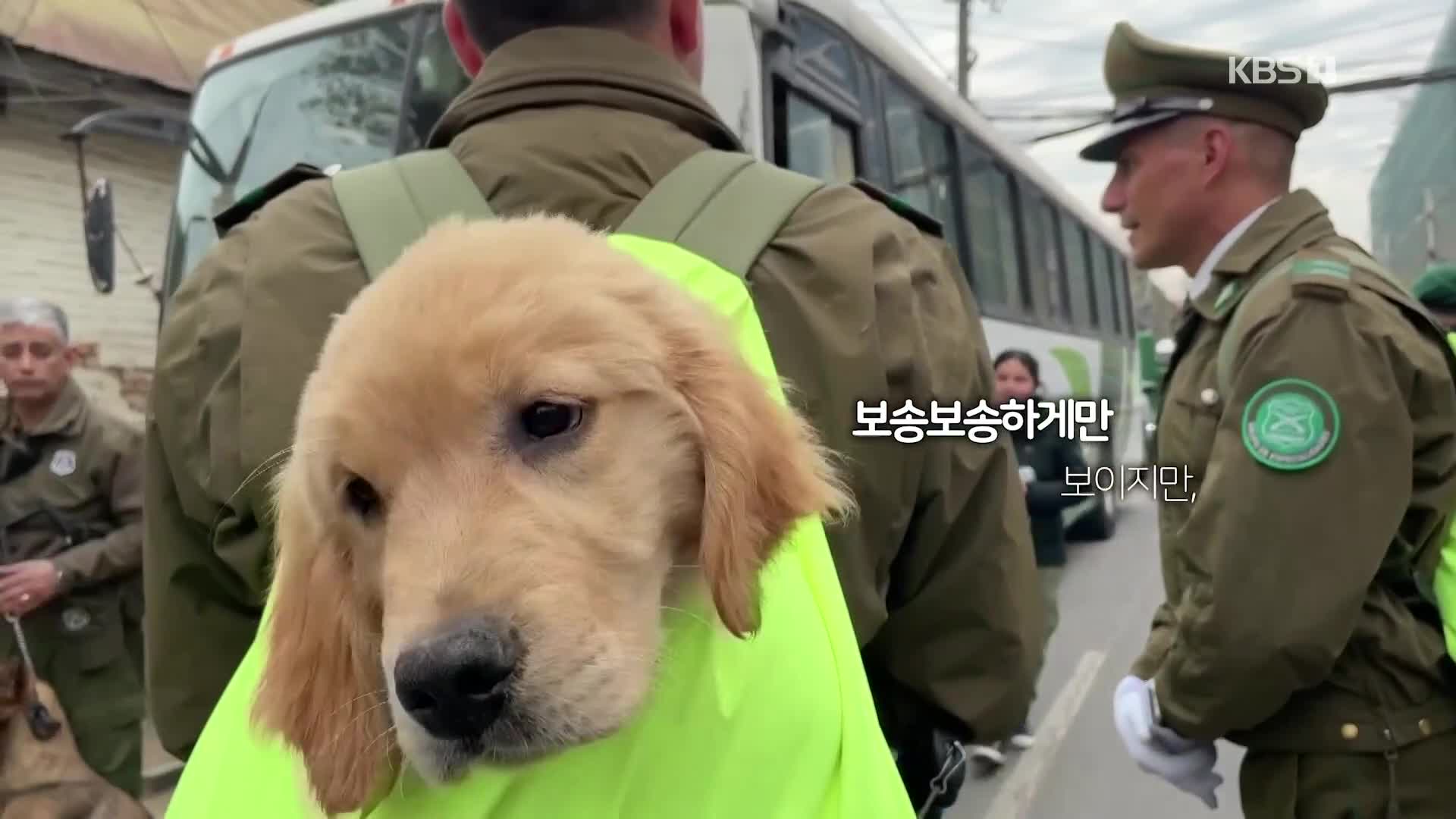 [오늘의 영상] 칠레 열병식에 등장한 강아지들의 정체는?