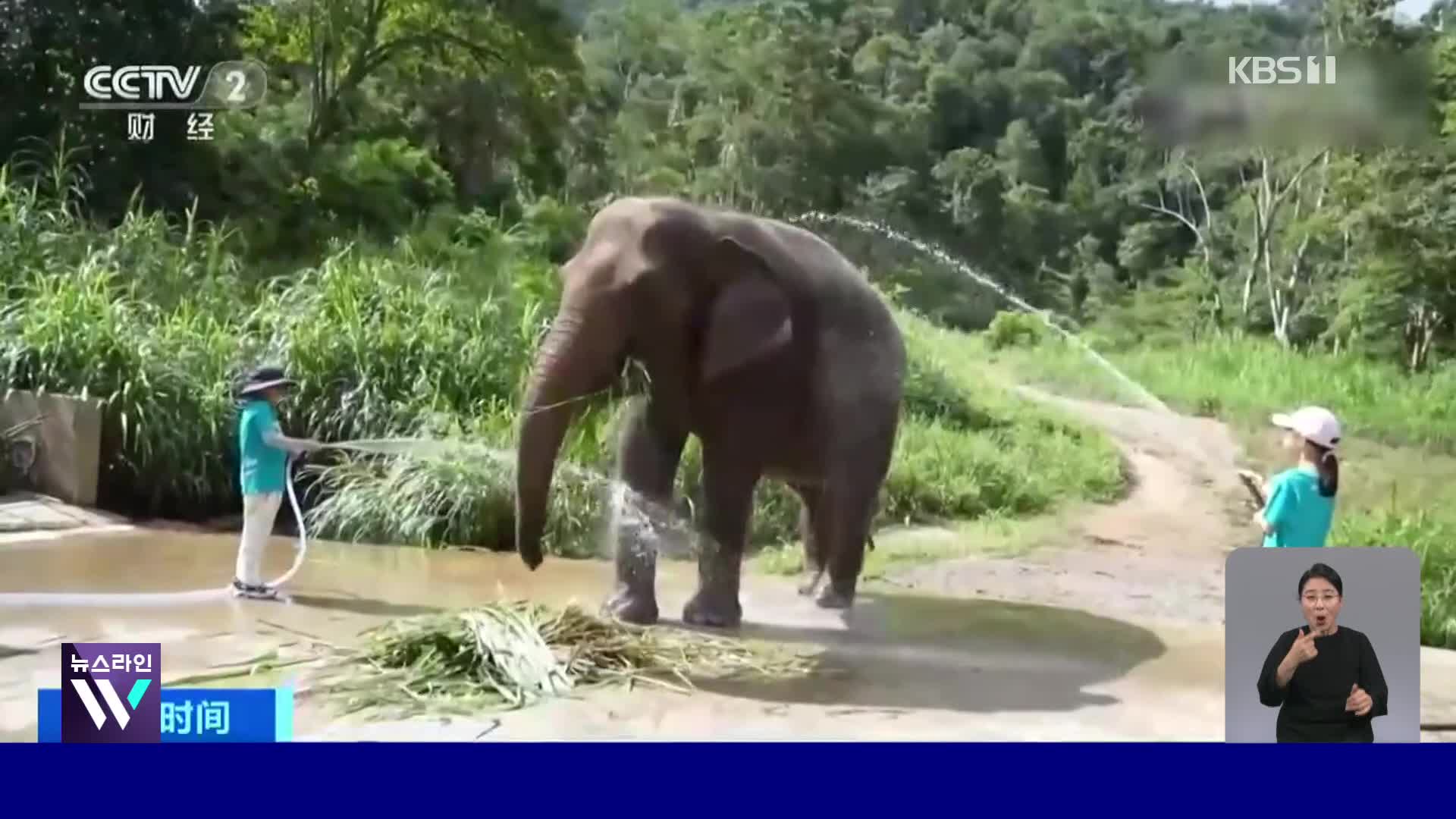 중국, 코끼리 수발드는 ‘집사 체험’ 인기