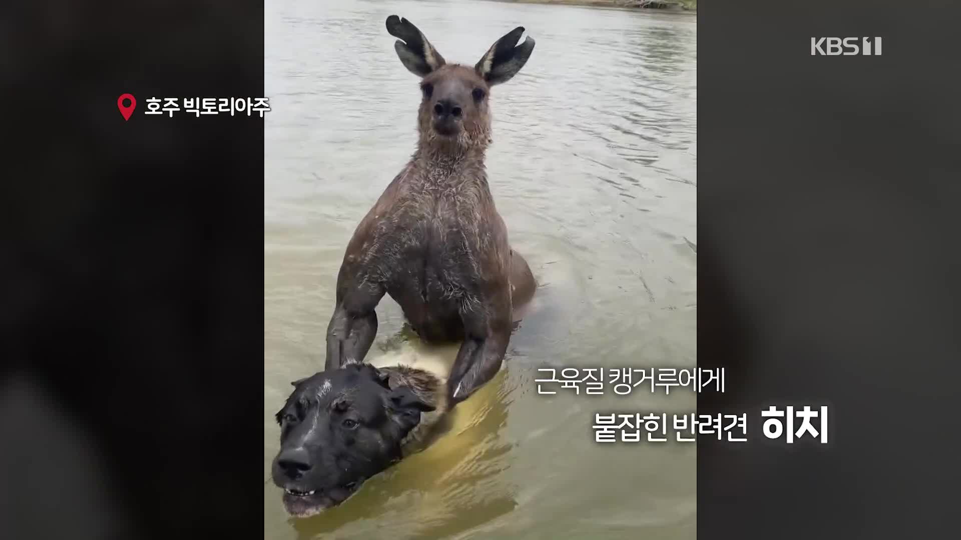 [오늘의 영상] 반려견 살리려 근육질 캥거루와 격투!