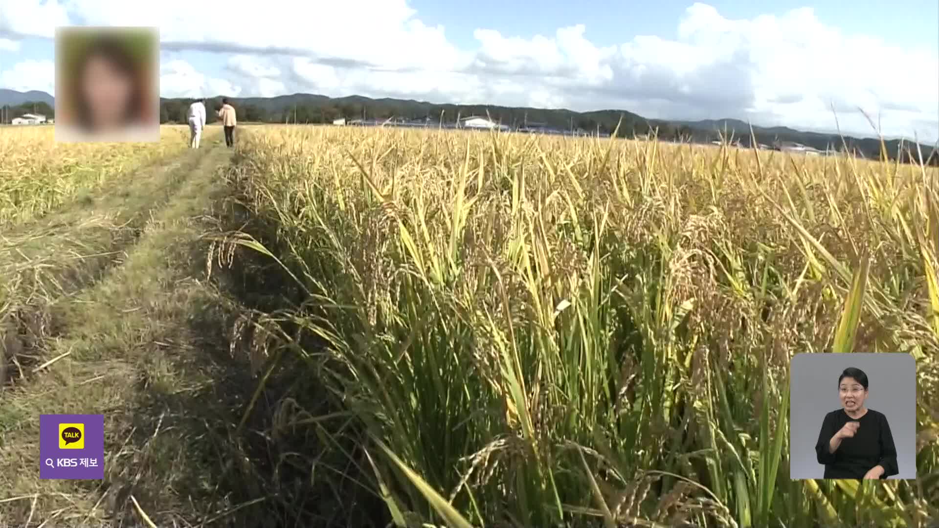 일본, 폭염에 강한 벼 품종 잇따라 개발
