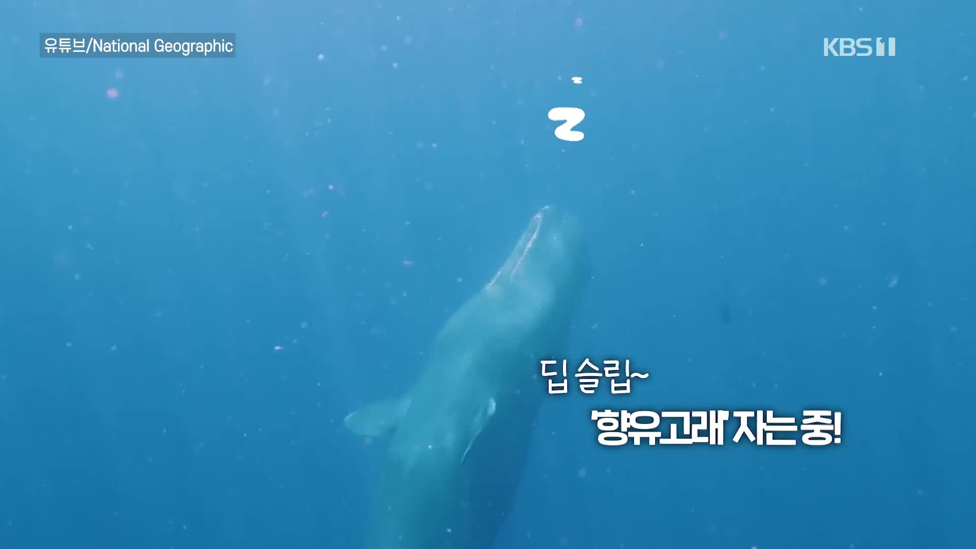 [오늘의 영상] 깊은 바다, 거대하고 신비로운 해양 동물의 ‘세로 본능’!