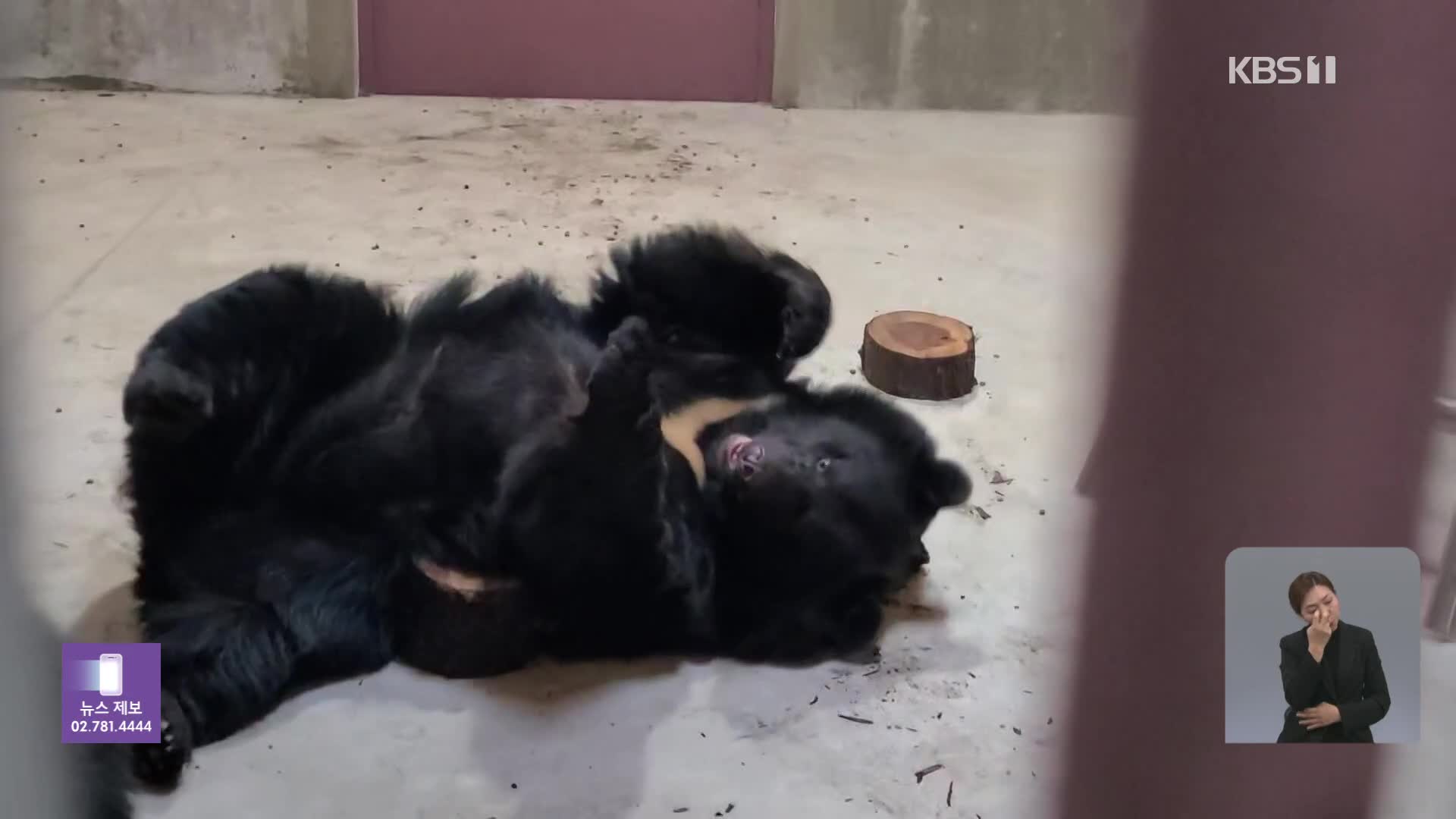 ‘관람용’ 반달가슴곰 4마리…제주 자연 속으로