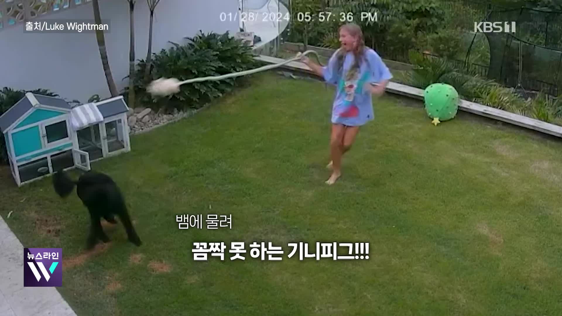 [오늘의 영상] 반려동물 기니피그가 비단뱀에 물리자, 12살 소녀의 행동!!