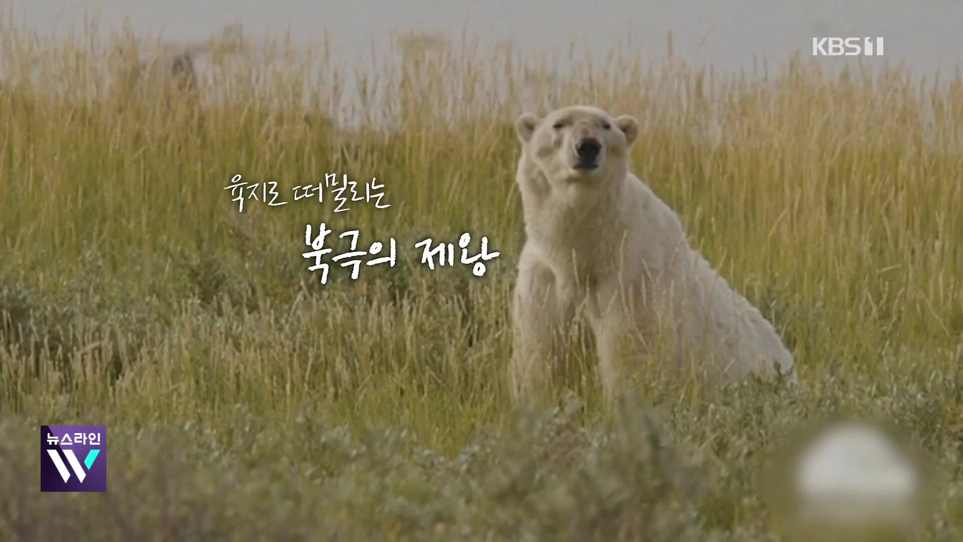 [오늘의 영상] 충격! 기아 내몰린 북극곰, 억지로 동면 상태 유지