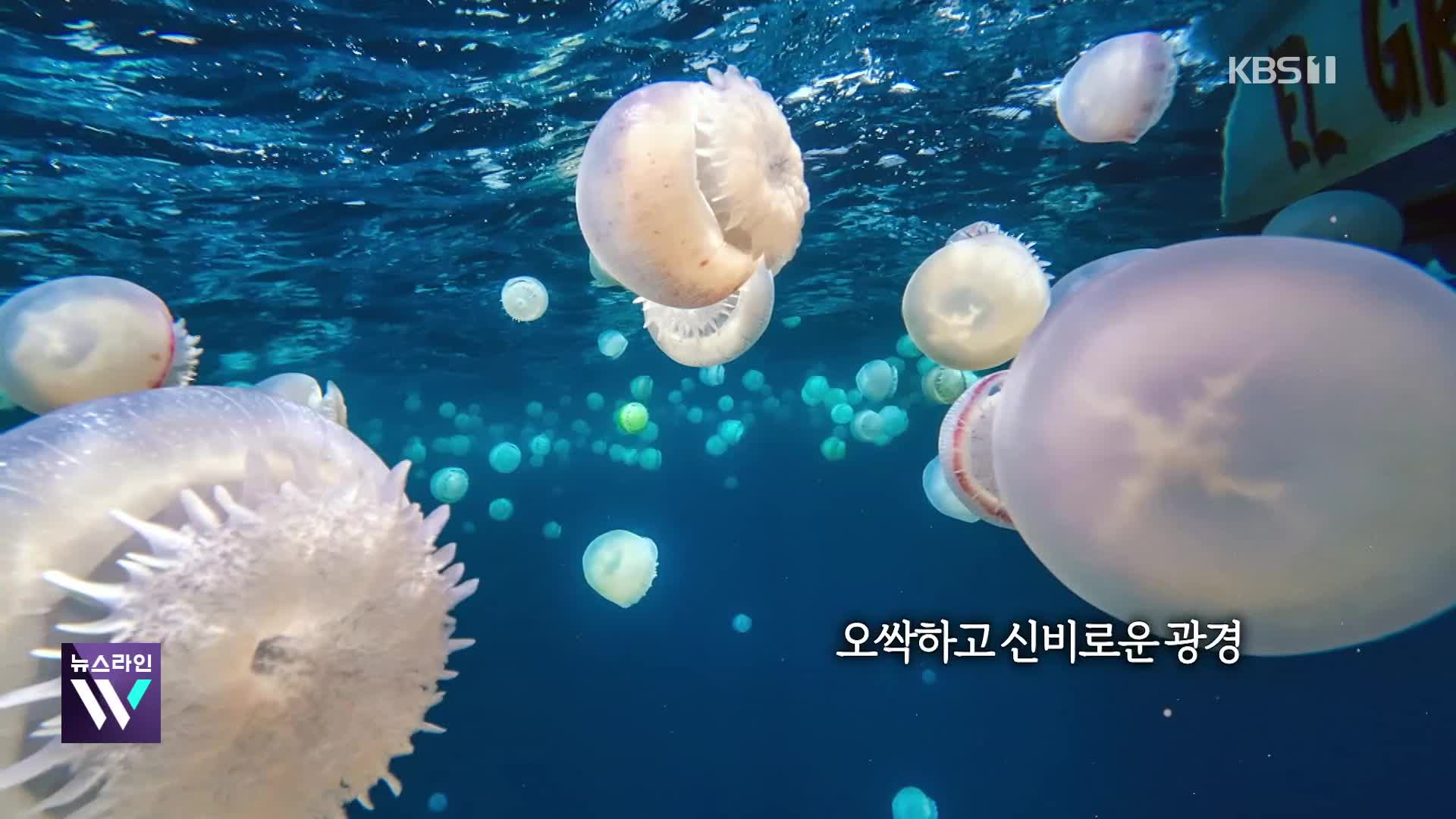 [오늘의 영상] 바다 위에 해파리 수백 마리가…. 걱정 가득하다는 베네수엘라 어촌