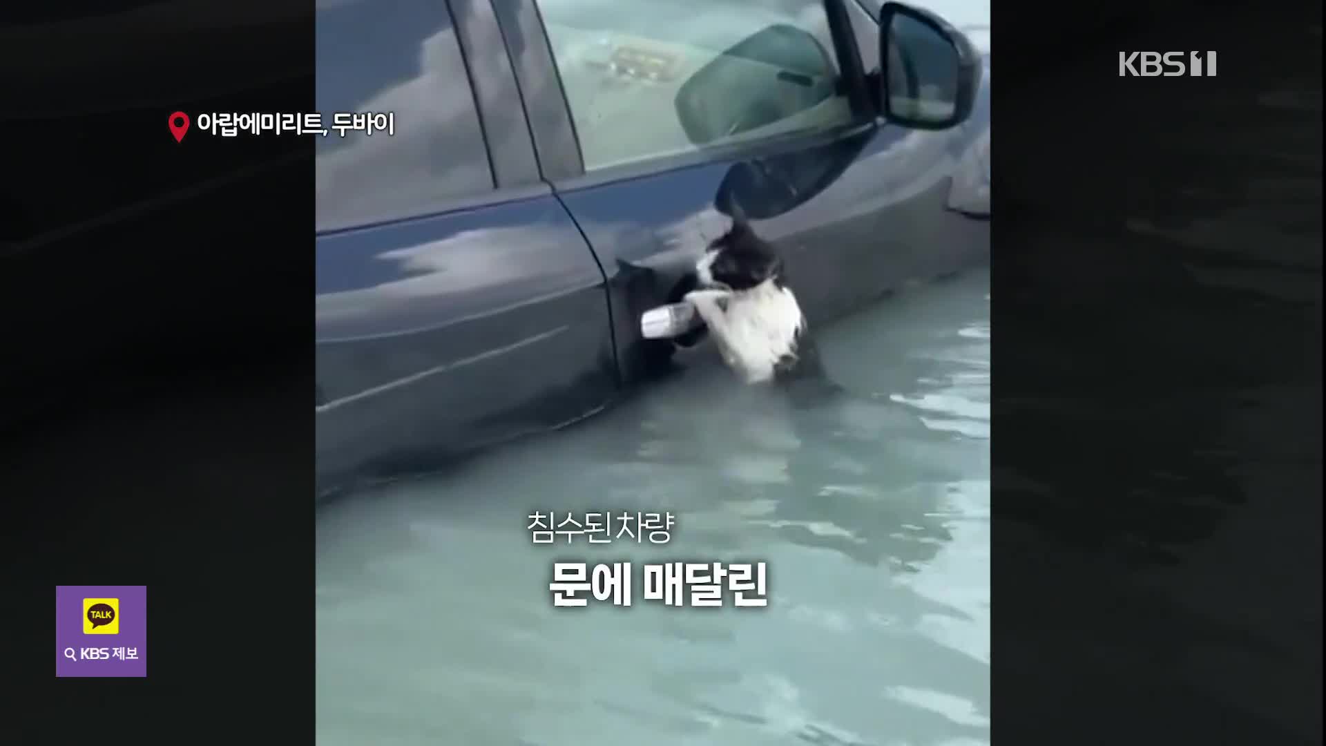 [오늘의 영상] 침수된 차 문고리 잡고 버틴 고양이 구조 현장
